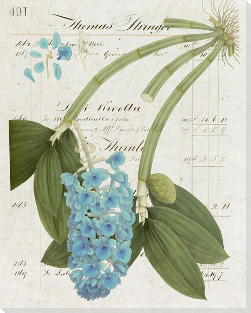 Botanical Collection 3 Wrapped Canvas Giclee Art Print Wall Art