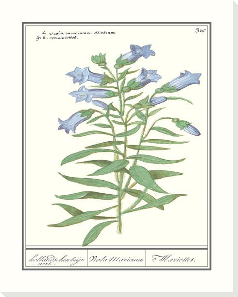 Gentiana Pneumonanthe Wrapped Canvas Giclee Art Print Wall Art