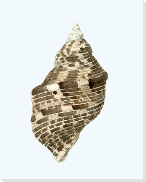 Pale Sea Shell 4 Wrapped Canvas Giclee Art Print Wall Art