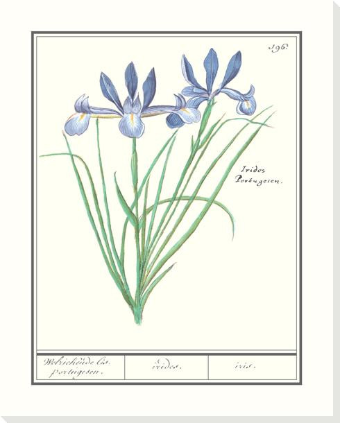 Blue Lily Flower Wrapped Canvas Giclee Art Print Wall Art
