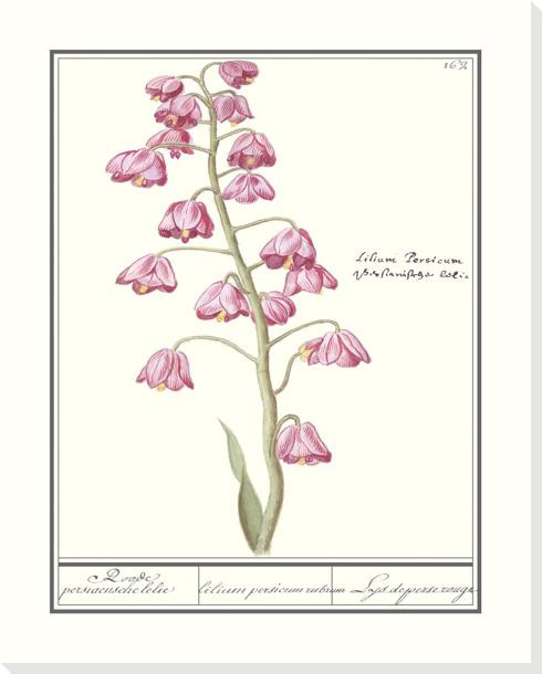 Fritillaria Persica Flower Wrapped Canvas Giclee Art Print Wall Art