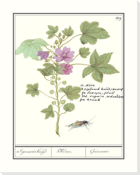 Malva Sylvestris Flower Wrapped Canvas Giclee Art Print Wall Art