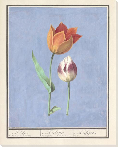Orange And A Red-White Tulip Wrapped Canvas Giclee Art Print Wall Art