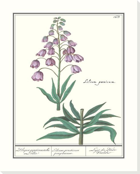 Persian Lily Flower Wrapped Canvas Giclee Art Print Wall Art
