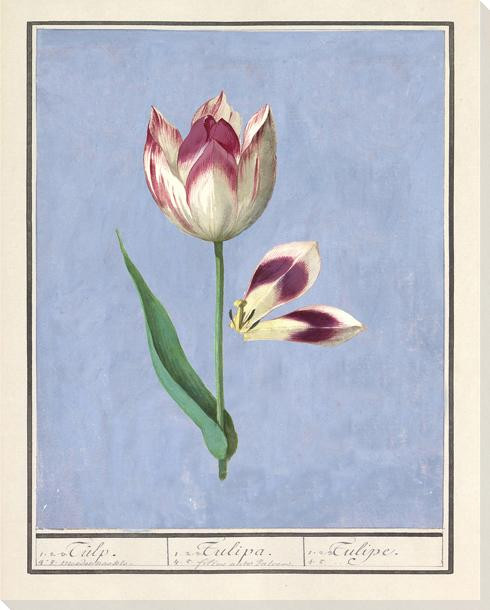 Pink-White Tulip Wrapped Canvas Giclee Art Print Wall Art