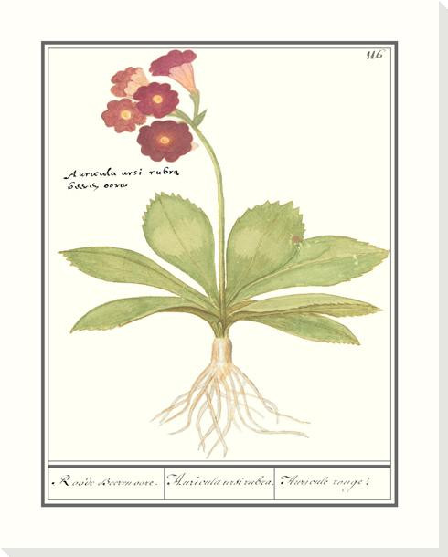 Primula Flower Wrapped Canvas Giclee Art Print Wall Art