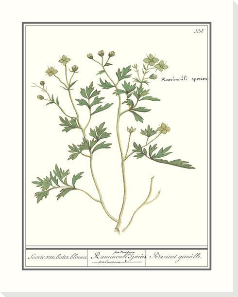 Ranunculus Flower Wrapped Canvas Giclee Art Print Wall Art
