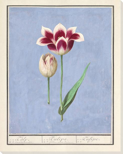 Two Red-White Tulips Wrapped Canvas Giclee Art Print Wall Art