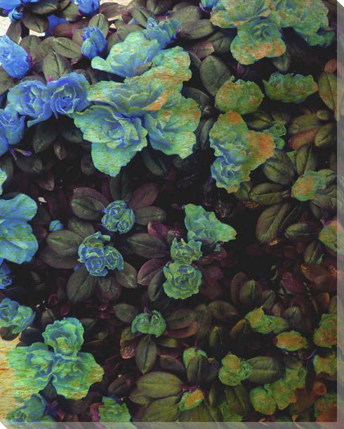 Luxurious Flowers II Wrapped Canvas Giclee Print Wall Art