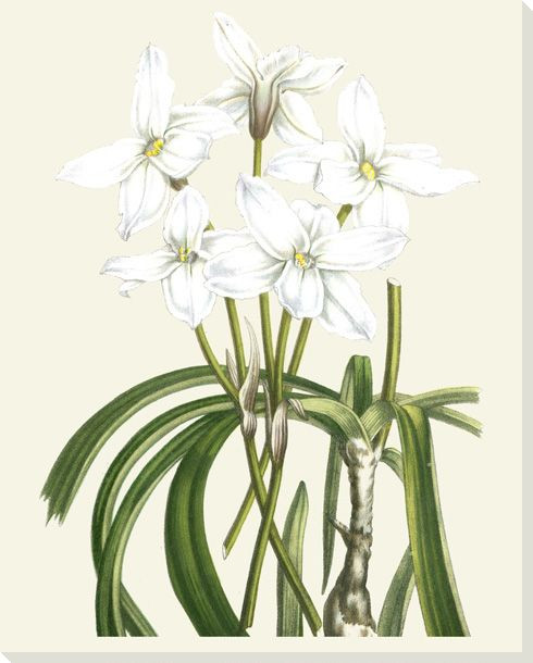 Les Fleurs Flower Blanches III Wrapped Canvas Giclee Print