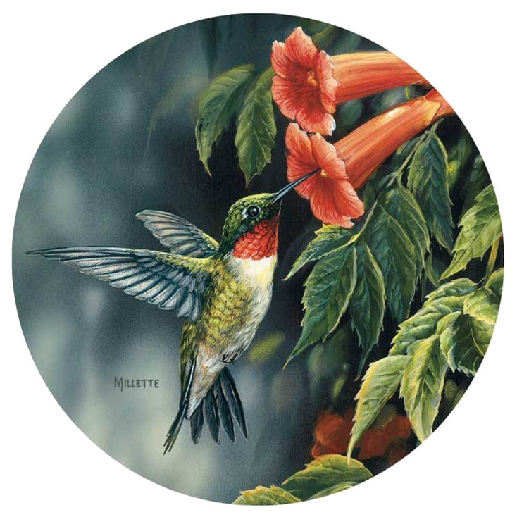 Ruby Throated Hummingbird Absorbent Beverage Coasters by Rosemary Millette, Set of 4