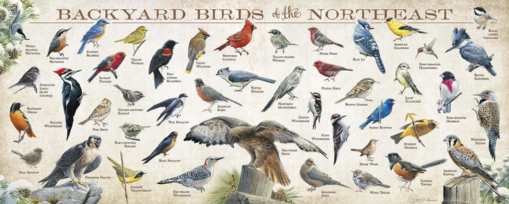 12" x 30" Backyard Birds of the Northeast Wood Sign