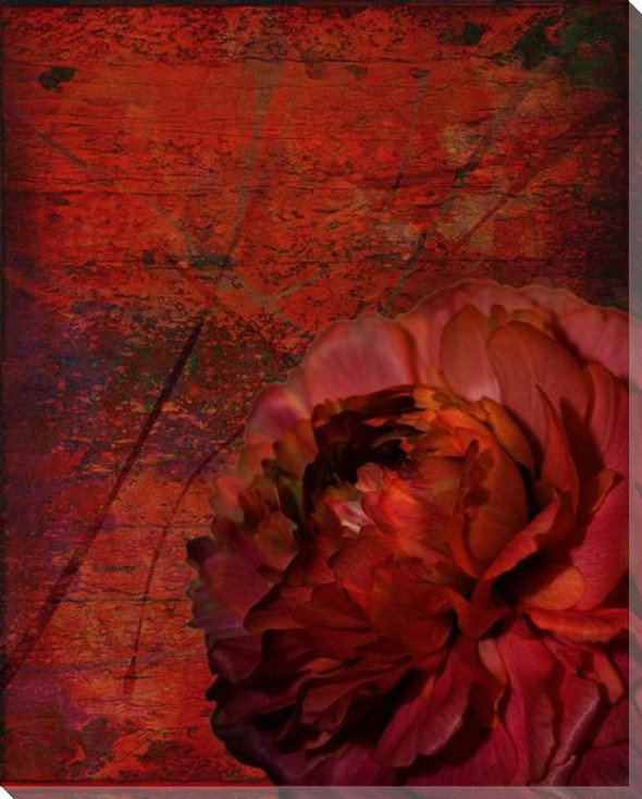 Ruby Peony Flower on Red Abstract Wrapped Canvas Giclee Print