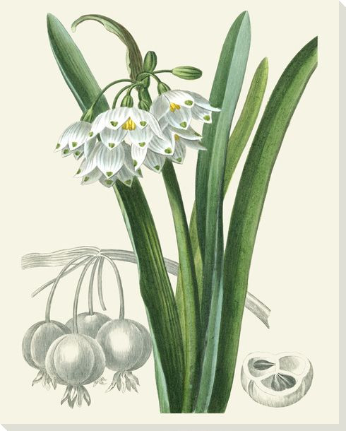 Les Fleurs Flower Blanches I Wrapped Canvas Giclee Print Wall Art