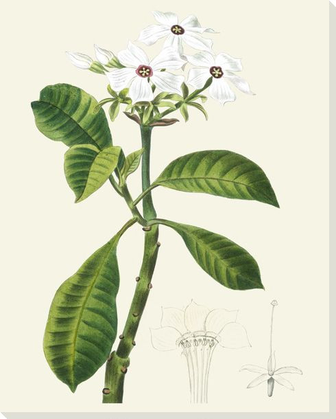 Les Fleurs Flower Blanches IV Wrapped Canvas Giclee Print Wall Art