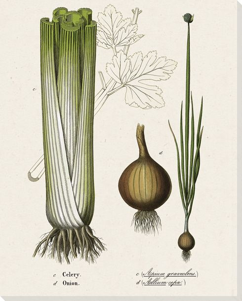 Celery Onion Wrapped Canvas Giclee Print Wall Art