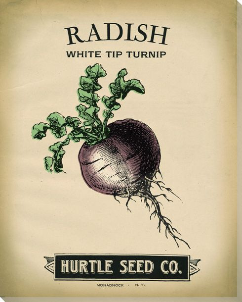Hurtle Radish Wrapped Canvas Giclee Print Wall Art