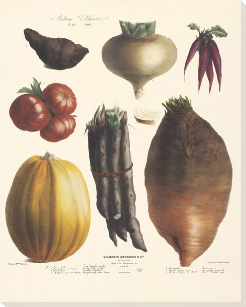 Vegetable Album No.12 Wrapped Canvas Giclee Print Wall Art