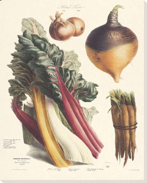 Vegetable Album No.13 Wrapped Canvas Giclee Print Wall Art