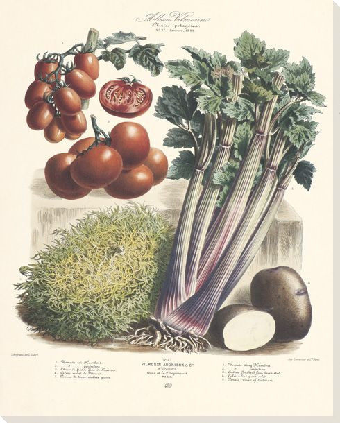 Vegetable Album No.37 Wrapped Canvas Giclee Print Wall Art