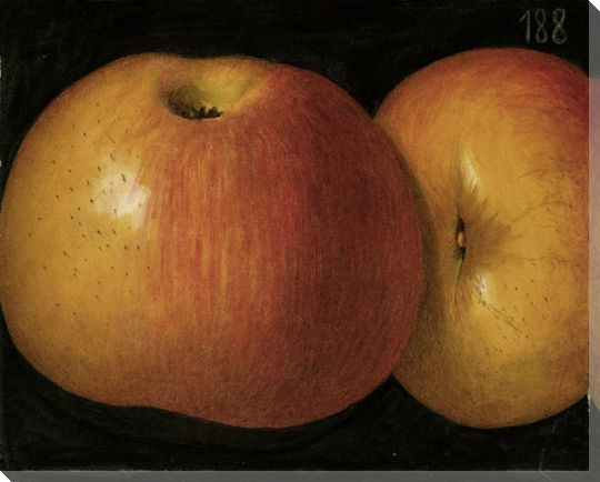 Yellow Apples No. 188 Wrapped Canvas Giclee Print Wall Art