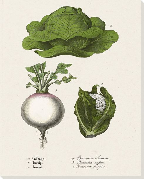 Cabbage Turnip Broccoli Wrapped Canvas Giclee Print Wall Art