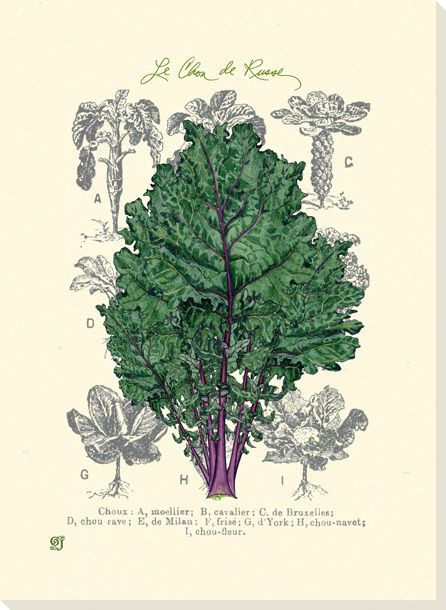 Le Chou de Russe Cabbage Wrapped Canvas Giclee Print Wall Art