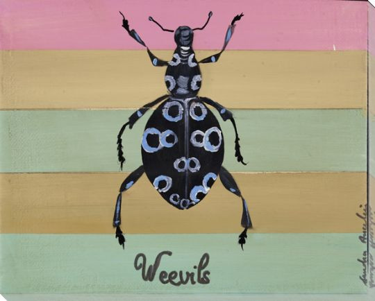 Weevils Bug Wrapped Canvas Giclee Print Wall Art