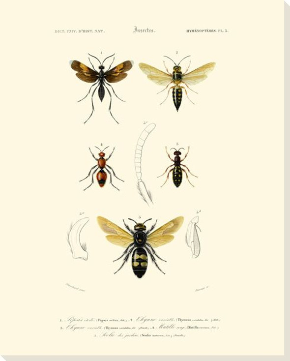 Antique Bees I Wrapped Canvas Giclee Print Wall Art