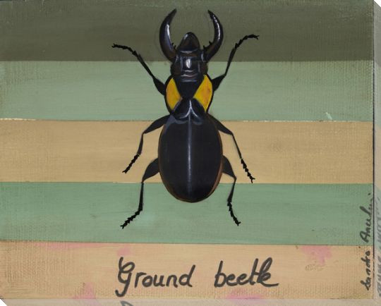 Ground Beetle Bug Wrapped Canvas Giclee Print Wall Art