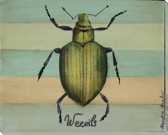 Heart Shaped Weevils Bug Wrapped Canvas Giclee Print Wall Art