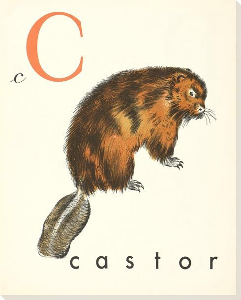 C. Castor Wrapped Canvas Giclee Print Wall Art