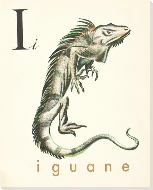 I. Iguane Wrapped Canvas Giclee Print Wall Art