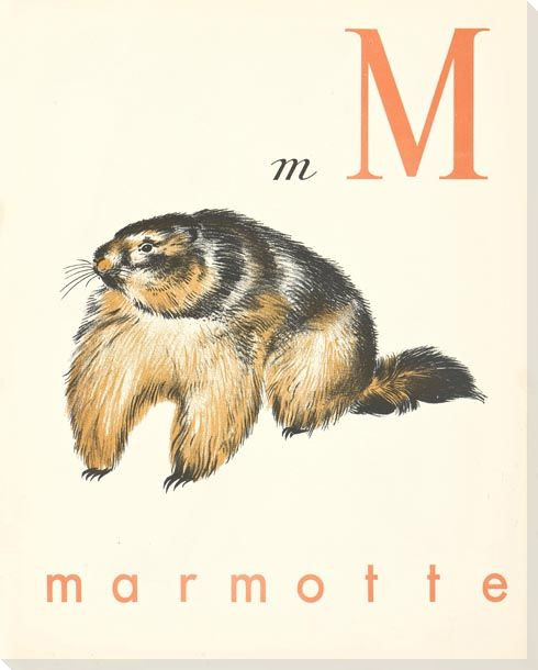 M. Marmotte Wrapped Canvas Giclee Print Wall Art
