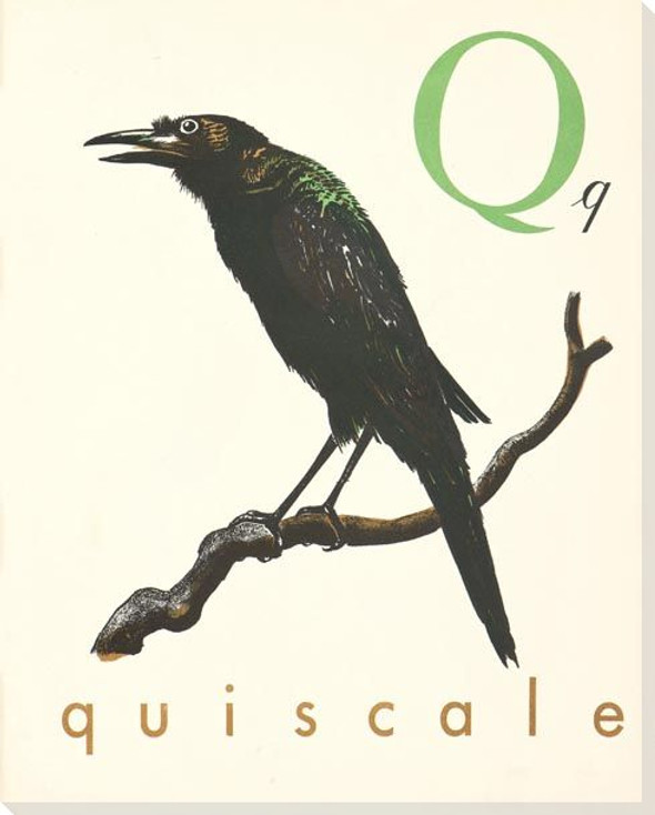 Q. Quiscale Wrapped Canvas Giclee Print Wall Art