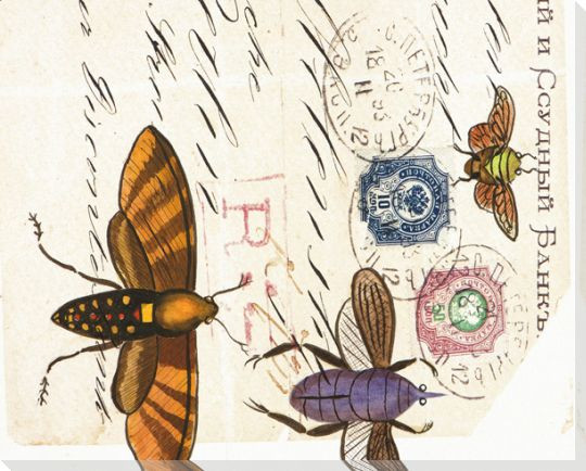 Moth Study II Wrapped Canvas Giclee Print Wall Art
