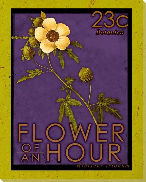 Flower of an Hour Stamp Wrapped Canvas Giclee Print Wall Art