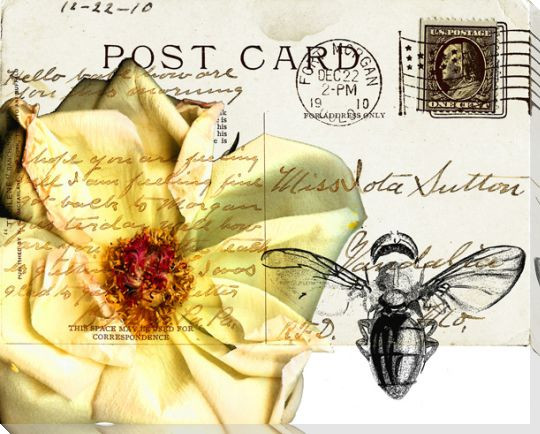 Bees Butterflies & Postcards I Wrapped Canvas Giclee Print Wall Art