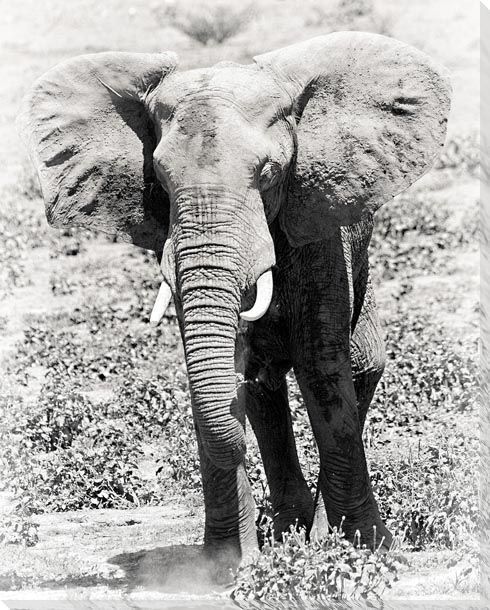 Elephant in the Wild Wrapped Canvas Giclee Art Print Wall Art