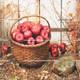 Fruits & Vegetables Wood Signs