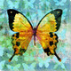 Butterfly Art Prints