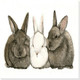 Bunny Rabbits Art Prints