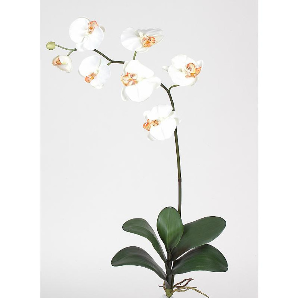 Nearly Natural Phalaenopsis Silk Orchid Flowers 6 Stems Cream Artificial Flowers Silk 0542