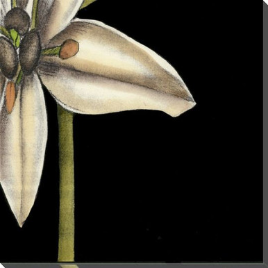 White Graphic Lily Flower BR Wrapped Canvas Giclee Print Wall Art ...