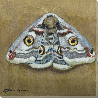 Emperor Moth Wrapped Canvas Giclee Print Wall Art | Insect Wall Decor
