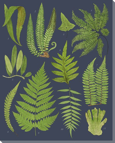 Botanical Study 2 Wrapped Canvas Giclee Art Print Wall Art | Botanical ...