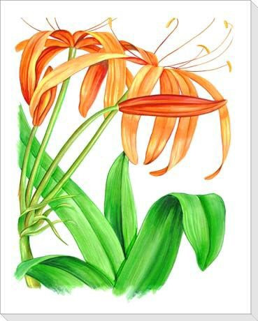 Day Lily Flower Wrapped Canvas Giclee Print Wall Art | Contemporary ...