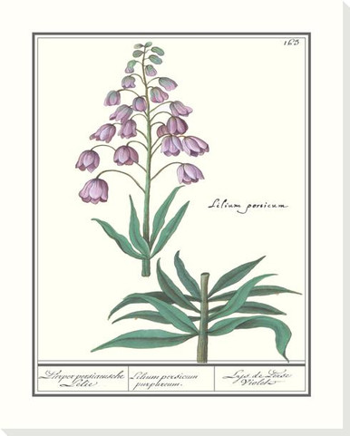 Persian Lily Flower Wrapped Canvas Giclee Art Print Wall Art | Floral ...