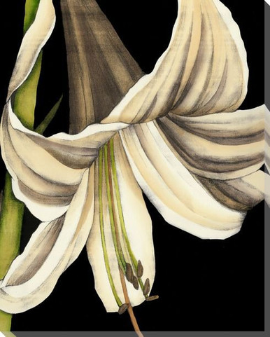 White Graphic Lily Flower III Wrapped Canvas Giclee Print Wall Art ...