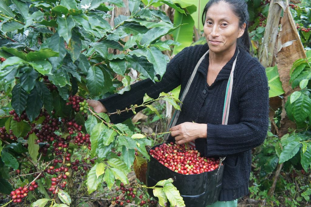 peru coffee harvest